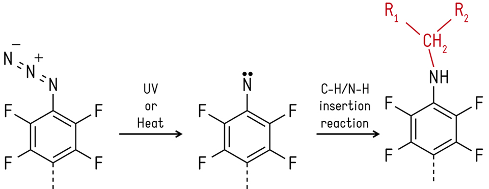 Enlarged view: Figure 2. Schematic of the photochemical modification of azides, through the reactive nitrene step.