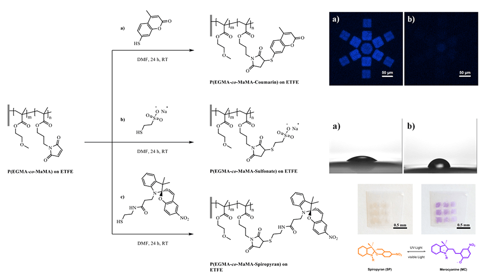Enlarged view: Figure 7: Examples for thiol-ene post-polymerization modification of grafted P(EGMA-co-FuMaMA) on ETFE: (a) coumarin-containing fluorescent brushes, (b) sulfonate-containing polyelectrolytes and (c) spiropyran-containing light-responsive brushes. 