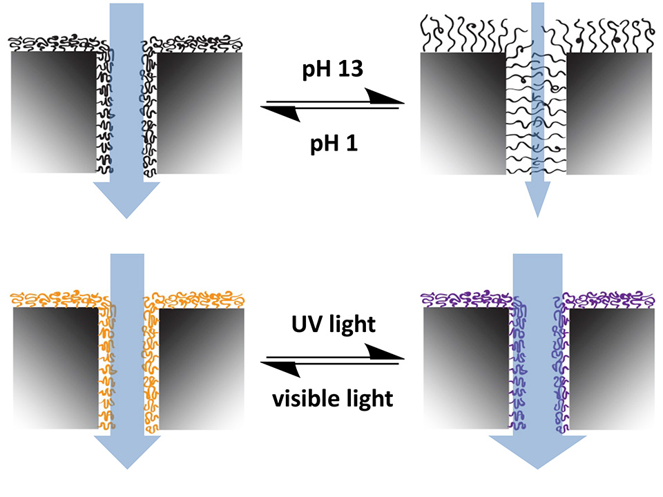 Enlarged view: Figure 9: Smart membranes switch reversibly in wettability and permeability in response to either pH or light as external stimulus. The flux properties of pH-switched PMAA-modified membranes were dominated by the swelling of the brushes and little influenced by the hydrophilicity of the surface. In contrast, hydrophilicity changes dominated the photon-induced switching of SP-modified membranes.  