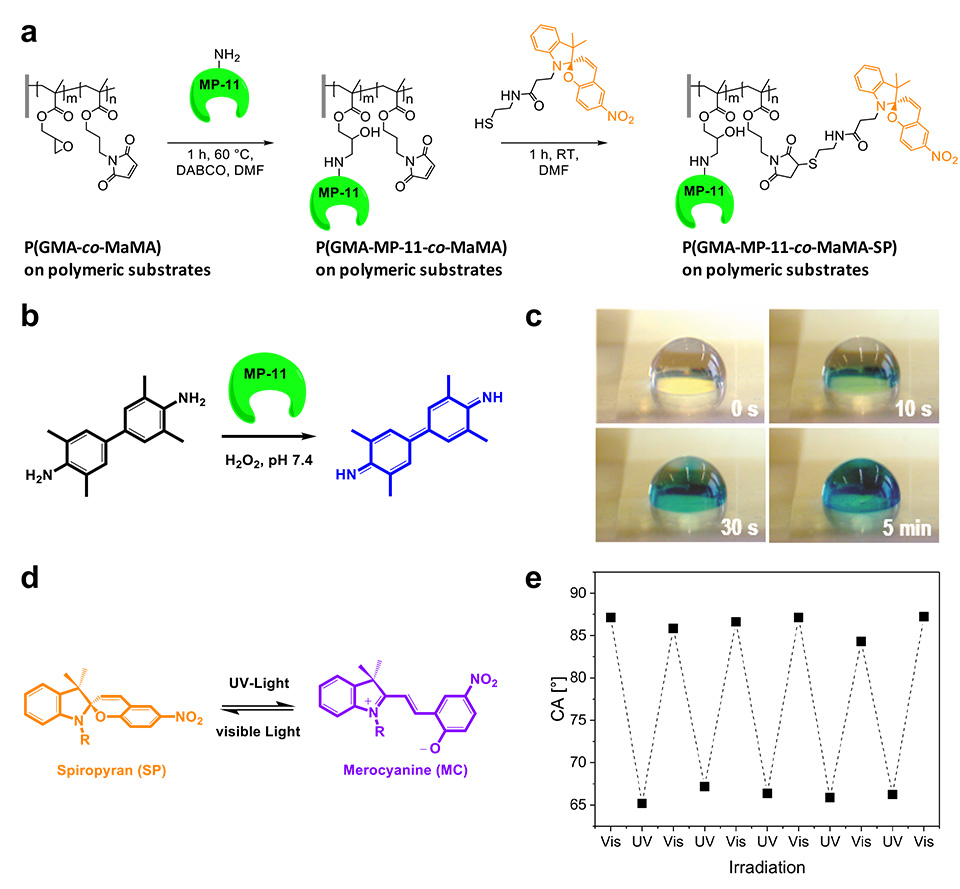 Enlarged view: Figure 11: (a) Synthetic strategy for chemoselective PPM of orthogonally functionalizable P(GMA-co-MaMA) brushes to covalently attach microperoxidase-11 (MP-11) via epoxide-amine and photochromic spiropyran (SP) via thiol-ene reactions. MP-11 catalyzed TMB oxidation (b) from the colorless diamine to the deep-blue colored diimine configuration causing (c) a color change in a droplet of TMB solution on non-exposed P(GMA-MP-11-co-MaMA-SP) polymer brushes grafted from ETFE. MP-11-free P(GMA-co-MaMA-SP) was used as a negative control and did not show any blue color appearing (data not shown). UV- and visible light-induced switching (d) between uncharged colorless spiropyran (SP) and zwitterionic deep-purple colored merocyanine (MC) causing (e) reversible switching of the static contact angle on P(GMA-MP-11-co-MaMA-SP) brush surfaces.