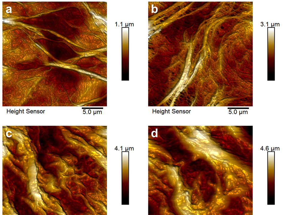 Enlarged view: Figure 8: AFM images of (a) a pristine, non-grafted PP membrane and PMAA polymer brushes grafted from a PP membrane after (b) 30 seconds, (c) 1 minute and (d) 2 minutes activation time with argon plasma.