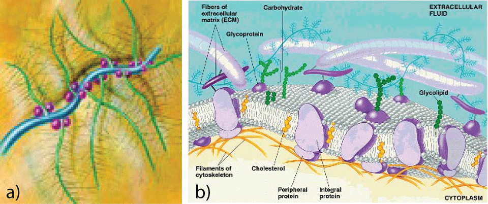 Enlarged view: Fig. 1 Major components of common natural lubricants. a) Proteoglycans, b) Glycocalyx