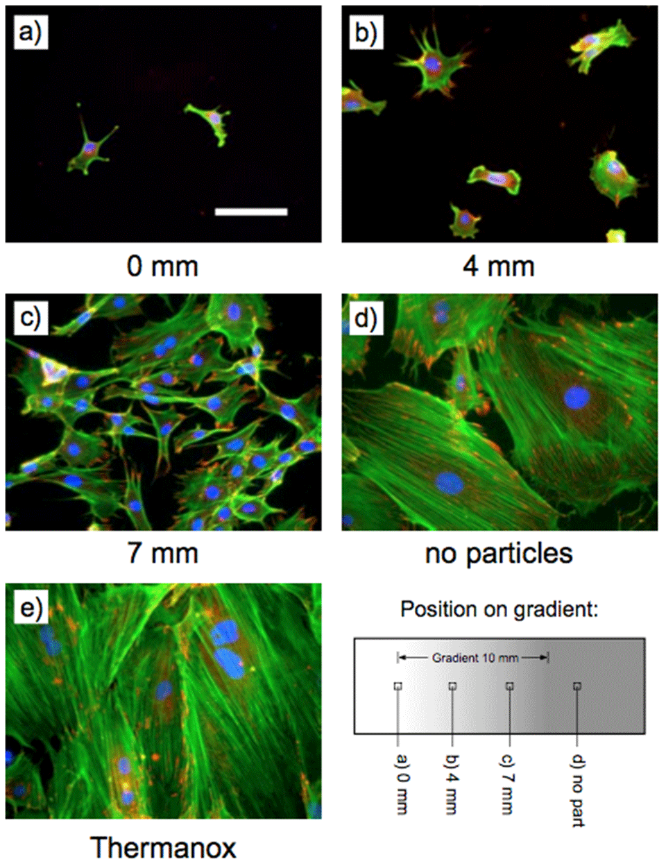 Enlarged view: Fig. 3: Fluorescence images of cell morphology at different positions on a particle-density gradient. With decreasing particle density, cells formed well-constituted focal adhesions (red) and a distinctive actin network (green). Scalebar is100 µm.