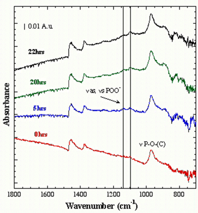 Figure 3: ATR FT-IR spectra of 20wt% solution of ZnDTP in PAO, acquired during sliding at 150°C.