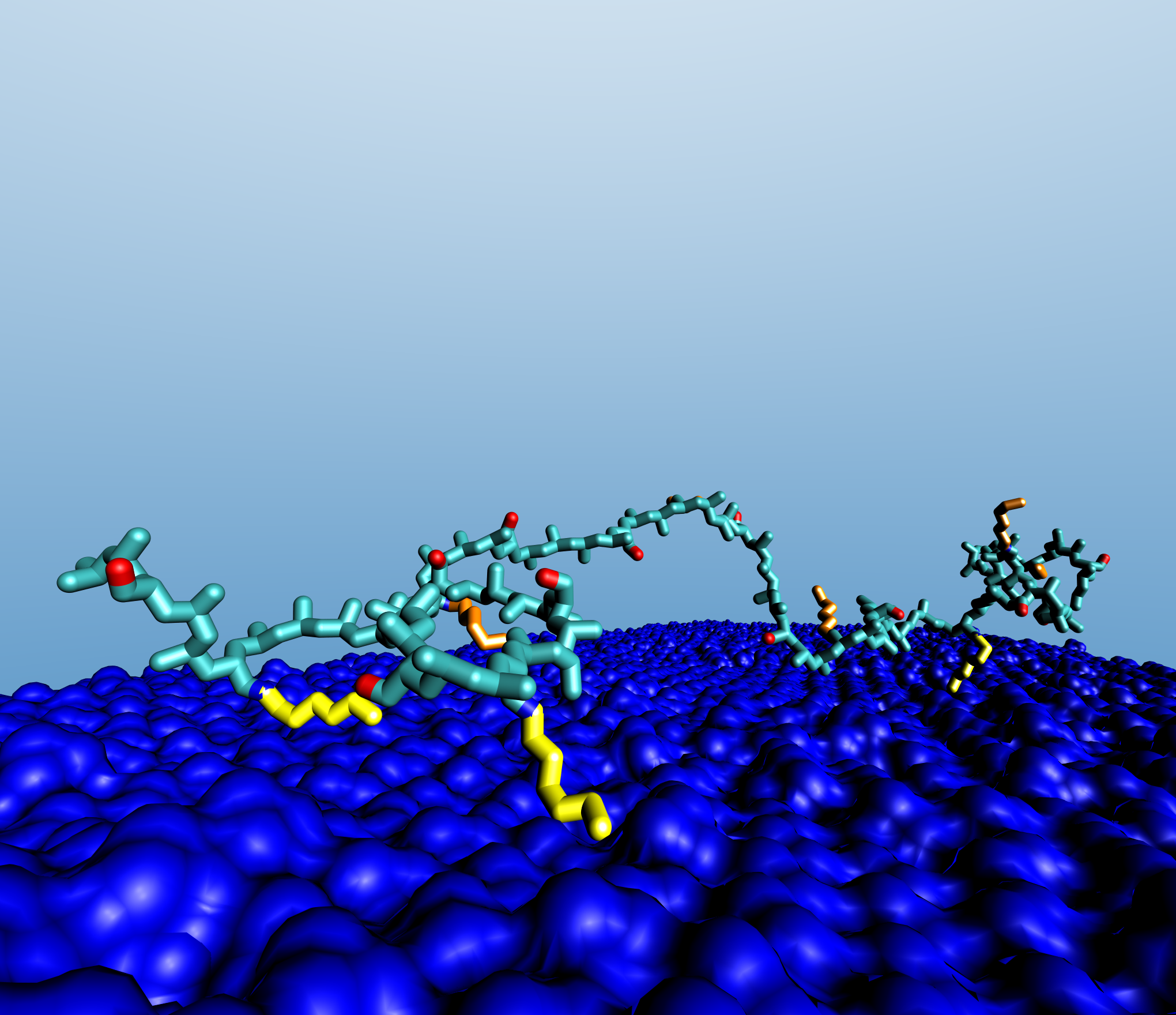 Enlarged view: Figure 3. A typical example of the HPAA adsorbed conformation after equilibration in water. The alkyl side chains are represented in yellow (close to the surface) and orange (pointing into the bulk solution).